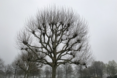 netherlands american cemetery, margraten 12