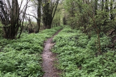 forest path