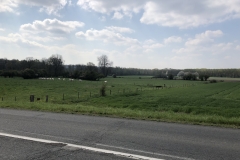 sheep and sky