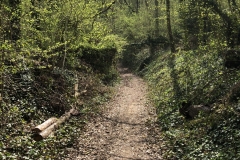 a lovely wooded path