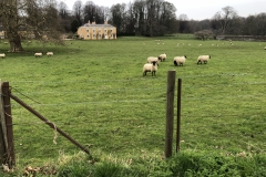 black-faced sheep