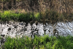 duck on water