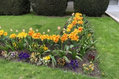 bright tulips on gray day