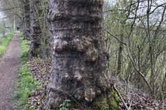 some of the larger trees i've seen on my walk so far