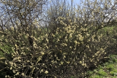 spring starting  - some sort of pussy willow?