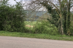 cows resting