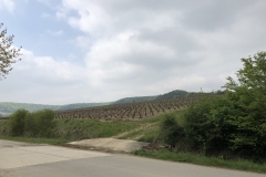 champagne vineyards