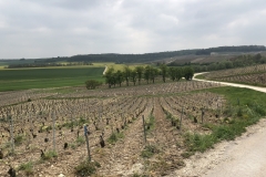 vines and view