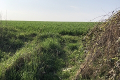 the road is below the field - wheat(grass) at eye level