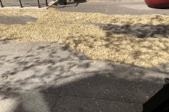 masses of tree blossoms